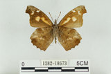 中文名:長鬚蝶 (天狗蝶、喙蝶)(1282-18673)學名:Libythea lepita formosana Fruhstorfer, 1908(1282-18673)