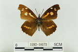 中文名:長鬚蝶 (天狗蝶、喙蝶)(1282-18673)學名:Libythea lepita formosana Fruhstorfer, 1908(1282-18673)