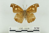 中文名:長鬚蝶 (天狗蝶、喙蝶)(1282-18698)學名:Libythea lepita formosana Fruhstorfer, 1908(1282-18698)
