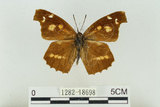 中文名:長鬚蝶 (天狗蝶、喙蝶)(1282-18698)學名:Libythea lepita formosana Fruhstorfer, 1908(1282-18698)