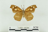 中文名:長鬚蝶 (天狗蝶、喙蝶)(1282-18599)學名:Libythea lepita formosana Fruhstorfer, 1908(1282-18599)