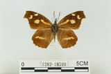 中文名:長鬚蝶 (天狗蝶、喙蝶)(1282-18599)學名:Libythea lepita formosana Fruhstorfer, 1908(1282-18599)