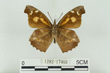 中文名:長鬚蝶 (天狗蝶、喙蝶)(1282-17460)學名:Libythea lepita formosana Fruhstorfer, 1908(1282-17460)