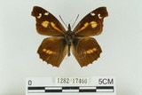 中文名:長鬚蝶 (天狗蝶、喙蝶)(1282-17460)學名:Libythea lepita formosana Fruhstorfer, 1908(1282-17460)