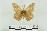 中文名:長鬚蝶 (天狗蝶、喙蝶)(1282-18639)學名:Libythea lepita formosana Fruhstorfer, 1908(1282-18639)