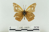 中文名:長鬚蝶 (天狗蝶、喙蝶)(1282-18639)學名:Libythea lepita formosana Fruhstorfer, 1908(1282-18639)