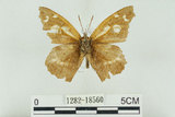 中文名:長鬚蝶 (天狗蝶、喙蝶)(1282-18560)學名:Libythea lepita formosana Fruhstorfer, 1908(1282-18560)