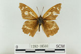 中文名:長鬚蝶 (天狗蝶、喙蝶)(1282-18560)學名:Libythea lepita formosana Fruhstorfer, 1908(1282-18560)