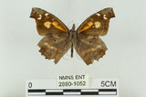 中文名:長鬚蝶 (天狗蝶、喙蝶)(2880-1052)學名:Libythea lepita formosana Fruhstorfer, 1908(2880-1052)