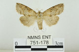 中文名:(751-178)學名:Epipsestis bilineata pallida Yoshimoto, 1984(751-178)