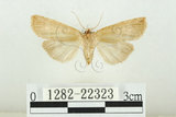 中文名:(1282-22323)學名:Epipsestis bilineata pallida Yoshimoto, 1984(1282-22323)