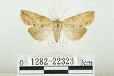 中文名:(1282-22323)學名:Epipsestis bilineata pallida Yoshimoto, 1984(1282-22323)