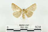 中文名:闊浩波紋蛾(751-191)學名:Habrosyne pterographa (Poujade, 1887)(751-191)
