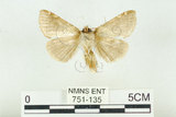 中文名:闊浩波紋蛾(751-135)學名:Habrosyne pterographa (Poujade, 1887)(751-135)