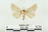 中文名:闊浩波紋蛾(751-192)學名:Habrosyne pterographa (Poujade, 1887)(751-192)