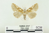 中文名:闊浩波紋蛾(751-192)學名:Habrosyne pterographa (Poujade, 1887)(751-192)