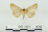 中文名:闊浩波紋蛾(1282-19012)學名:Habrosyne pterographa (Poujade, 1887)(1282-19012)