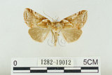 中文名:闊浩波紋蛾(1282-19012)學名:Habrosyne pterographa (Poujade, 1887)(1282-19012)