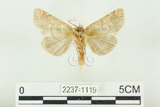 中文名:闊浩波紋蛾(2237-1119)學名:Habrosyne pterographa (Poujade, 1887)(2237-1119)