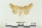 中文名:(66-789)學名:Habrosyne indica formosana Werny, 1966(66-789)