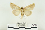 中文名:(67-1397)學名:Habrosyne indica formosana Werny, 1966(67-1397)