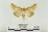 中文名:(67-1397)學名:Habrosyne indica formosana Werny, 1966(67-1397)