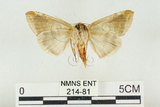 中文名:(214-81)學名:Habrosyne indica formosana Werny, 1966(214-81)