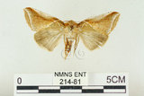 中文名:(214-81)學名:Habrosyne indica formosana Werny, 1966(214-81)