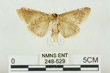 中文名:(248-529)學名:Habrosyne indica formosana Werny, 1966(248-529)