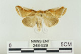 中文名:(248-529)學名:Habrosyne indica formosana Werny, 1966(248-529)