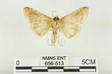 中文名:(656-513)學名:Habrosyne indica formosana Werny, 1966(656-513)