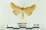 中文名:(656-513)學名:Habrosyne indica formosana Werny, 1966(656-513)