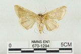 中文名:(670-1294)學名:Habrosyne indica formosana Werny, 1966(670-1294)