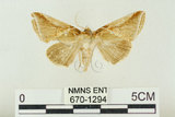 中文名:(670-1294)學名:Habrosyne indica formosana Werny, 1966(670-1294)