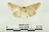 中文名:(670-1276)學名:Habrosyne indica formosana Werny, 1966(670-1276)