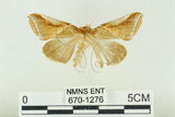 中文名:(670-1276)學名:Habrosyne indica formosana Werny, 1966(670-1276)