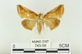 中文名:(743-59)學名:Habrosyne indica formosana Werny, 1966(743-59)