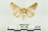 中文名:(751-185)學名:Habrosyne indica formosana Werny, 1966(751-185)