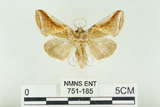 中文名:(751-185)學名:Habrosyne indica formosana Werny, 1966(751-185)