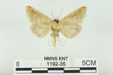 中文名:(1192-36)學名:Habrosyne indica formosana Werny, 1966(1192-36)