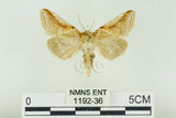 中文名:(1192-36)學名:Habrosyne indica formosana Werny, 1966(1192-36)