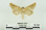 中文名:(1192-32)學名:Habrosyne indica formosana Werny, 1966(1192-32)