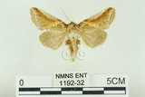 中文名:(1192-32)學名:Habrosyne indica formosana Werny, 1966(1192-32)