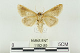 中文名:(1192-89)學名:Habrosyne indica formosana Werny, 1966(1192-89)