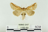 中文名:(1192-89)學名:Habrosyne indica formosana Werny, 1966(1192-89)