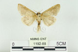 中文名:(1192-88)學名:Habrosyne indica formosana Werny, 1966(1192-88)