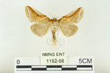 中文名:(1192-88)學名:Habrosyne indica formosana Werny, 1966(1192-88)