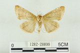 中文名:(1282-28899)學名:Habrosyne indica formosana Werny, 1966(1282-28899)