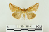 中文名:(1282-28899)學名:Habrosyne indica formosana Werny, 1966(1282-28899)