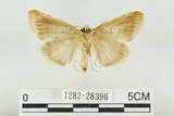 中文名:(1282-28396)學名:Habrosyne indica formosana Werny, 1966(1282-28396)